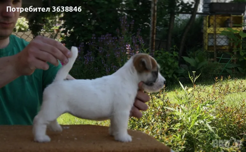 Джак ръсел твърдокосмест, снимка 1