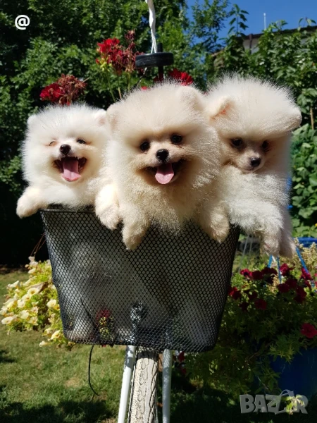 Померан померанчета свободни Гр. София, снимка 1