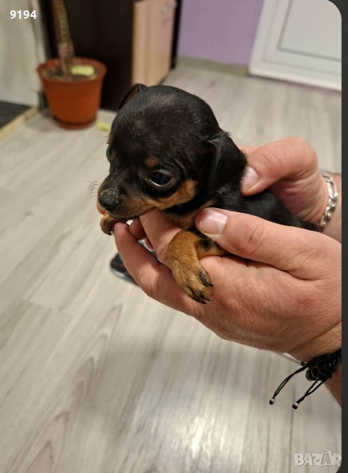 пинчери., снимка 1