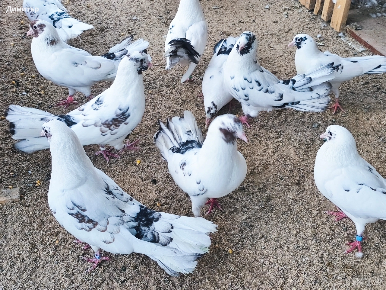 Чифт закъртени гълъби , снимка 1