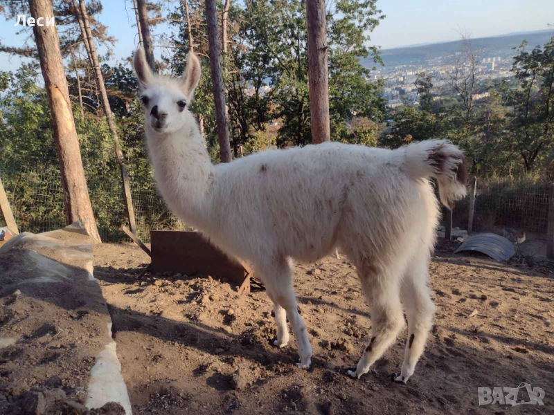 Алпака, снимка 1