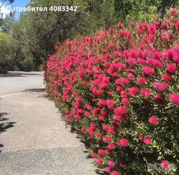 Калистемон червен, снимка 1