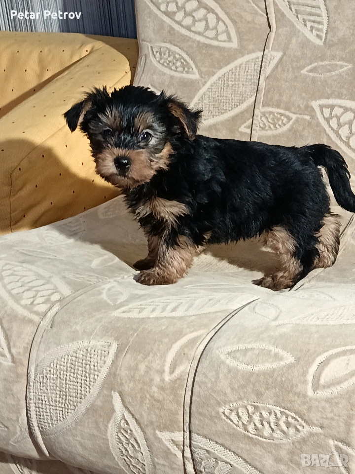 Йоркширски териер , снимка 1