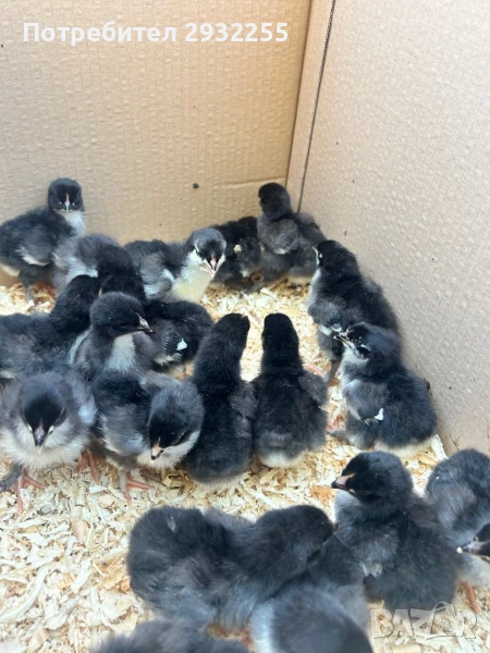 Пиленца черно меден Маран , снимка 1