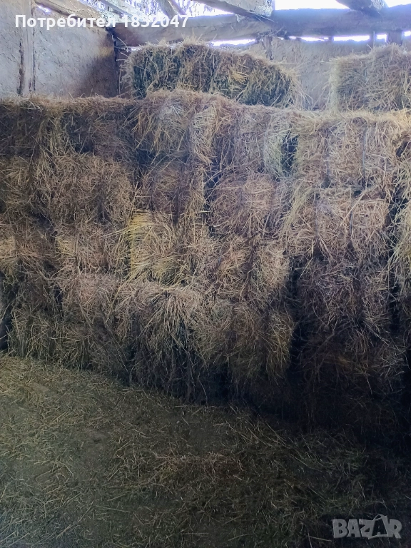 Люцерна. , снимка 1