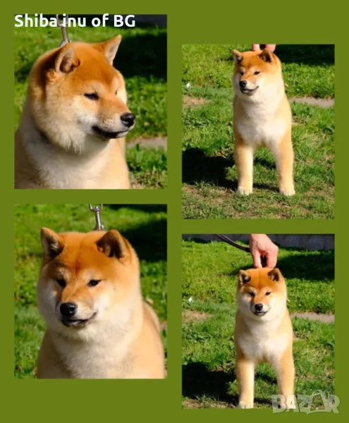 Бебета шиба ину с родословия!, снимка 1