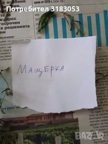 Сушени подправки, снимка 3 - Домашни продукти - 42289109