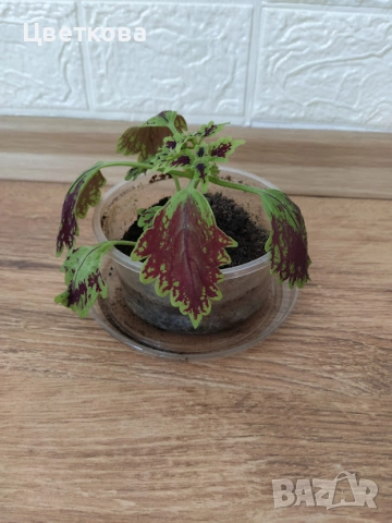 10 стайни растения + отстъпка и подарък, снимка 4 - Стайни растения - 52581659