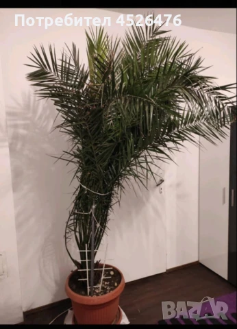 Финикова палма, снимка 4 - Стайни растения - 51361954