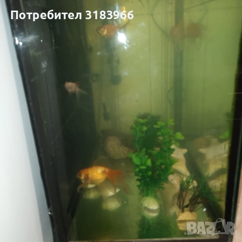 голям аквариум с рибки оборудван 50 х 40 х 24, снимка 10 - Аквариуми - 53830698