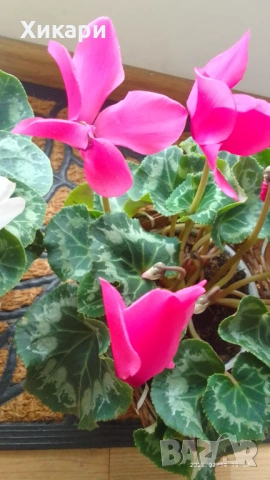 Циклама с едър цвят , снимка 3 - Стайни растения - 53539443