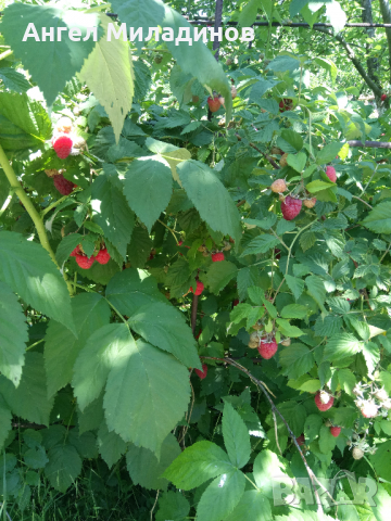 малини, снимка 4 - Разсади - 36253043