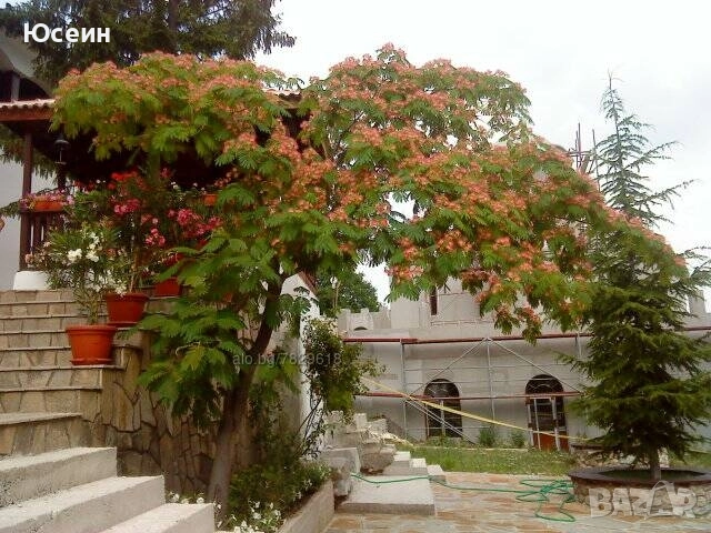 Фиданки от Албиция , снимка 11 - Градински цветя и растения - 51598315