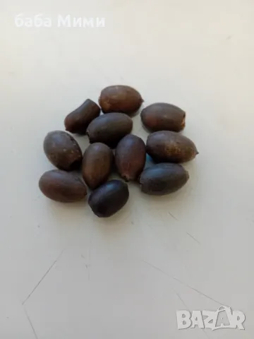 Nelumbo nucifera - семена Лотос