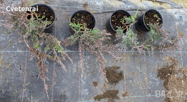 Juniperus horizontalis ‘Wiltonii, снимка 7 - Градински цветя и растения - 53686486