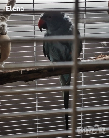 Папагал Александър, снимка 3 - Папагали - 52860891