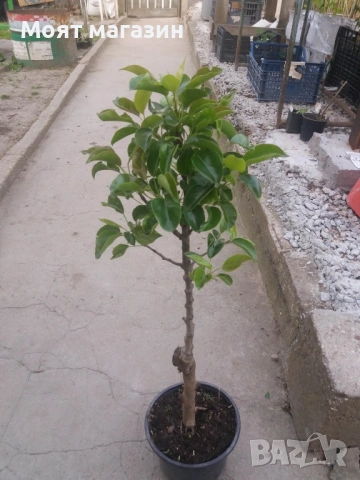 Мини дръвчета, снимка 7 - Градински цветя и растения - 53631614