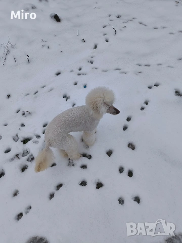 Мъжки среден пудел