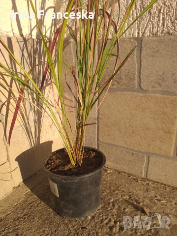 Императа Red Baron, снимка 3 - Градински цветя и растения - 51739535