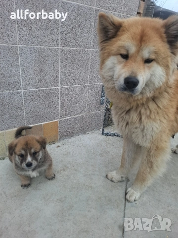 бебета Акита Ину, снимка 3 - Акита ину - 53726078