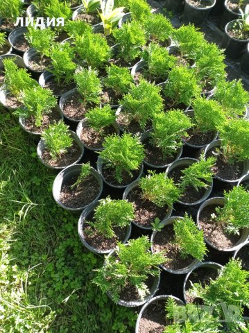 Кълбовидна туя Даника , снимка 2 - Градински цветя и растения - 42481296