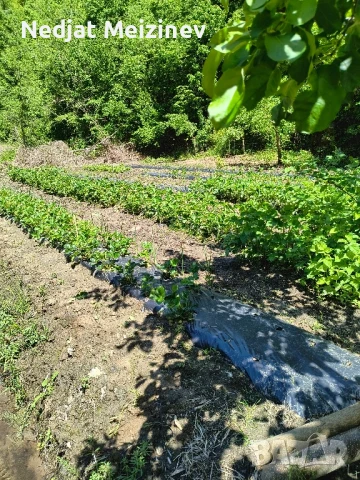 Разсад ягоди, малини и къпини, снимка 6 - Стайни растения - 51199735