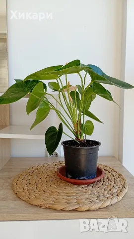 Антуриум с цвят /Anthurium/, снимка 3 - Стайни растения - 56308000