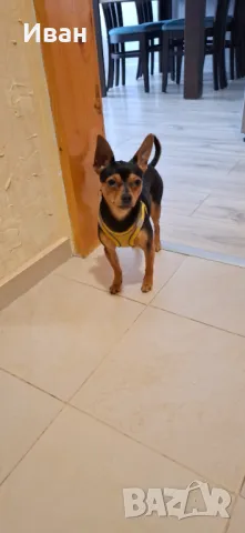 Мъжки пинчep cи тъpcи дaмa, снимка 6 - Пинчер - 47484682