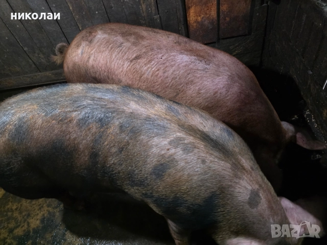 Продавам големи угоени прасета за коледа, снимка 4 - Прасета - 52070357