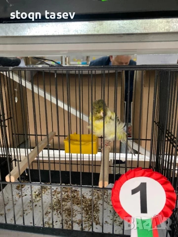 Канари цветни и къдрави, снимка 8 - Канари - 50811624