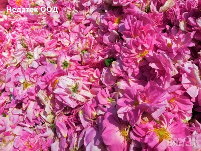 Био флорална вода Essences Bulgaria, Роза, 140 мл, снимка 3 - Други - 36046258