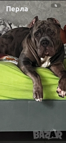 Американско Були ХЛ за разплод, снимка 3 - Други - 48276659