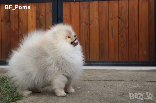Страхотно момченце померан с родословие FCI, снимка 8 - Померан - 52918943