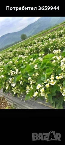 🍓 Качествен разсад ягоди и малини – засади днес, береш утре! 🌱, снимка 7 - Разсади - 53585752