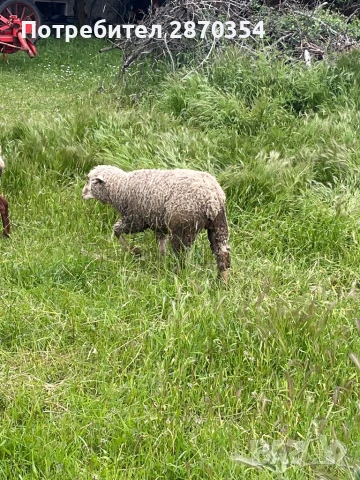 Ил Дьо Франс, снимка 4 - Овце - 50585537