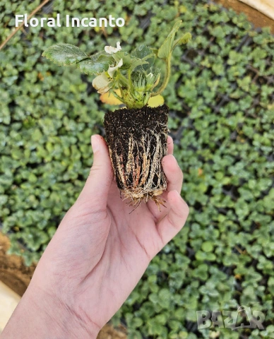 Разсад целогодишни ягоди, снимка 3 - Разсади - 53214370