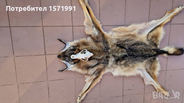 кожи от вълк и черепи, снимка 2 - Антикварни и старинни предмети - 44601432