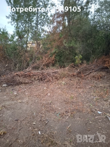 дробилка за клони под наем , снимка 2 - Стайни растения - 52145172