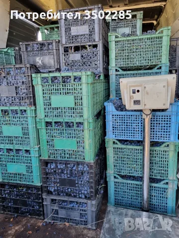 Продава грозде сорт Мавруд, снимка 3 - Домашни продукти - 56058555