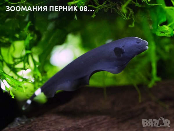 Риба Нож - Перник , снимка 2 - Рибки - 41469384