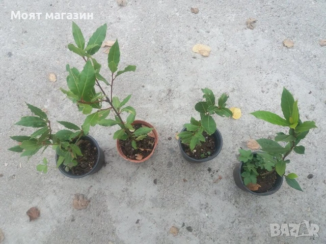 Дафинов лист, снимка 6 - Градински цветя и растения - 53649892