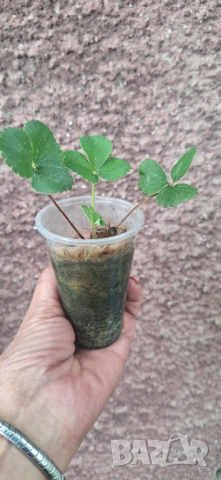 Целогодишни ягоди Албион - разсад на гол корен или в чашки, снимка 7 - Разсади - 51676649