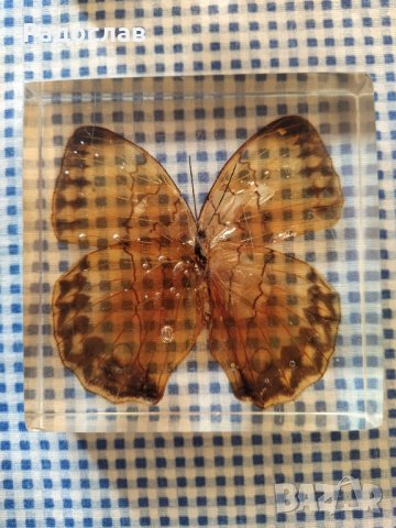 естествени  пеперуди , снимка 4 - Колекции - 39596146