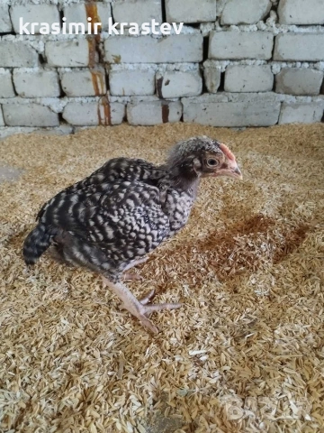 бройлери и петлета за угояване, снимка 2 - Кокошки и пуйки - 53749695