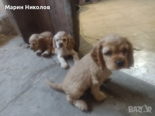 Американски кокер шпаньол, снимка 5 - Кокер шпаньол - 55851946