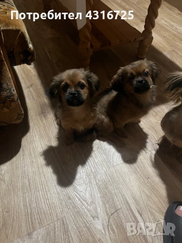 Чистокръвни пекинези, снимка 1