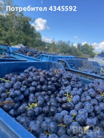 Продавам грозде: Мерло, Памид, Мавруд, Евмолпия, снимка 3 - Други - 56165723