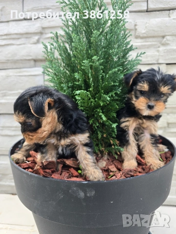 мини йоркширски териер, снимка 2 - Йоркширски териер - 53720124