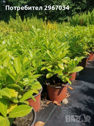 Лавровишна , снимка 3 - Градински цветя и растения - 41443194