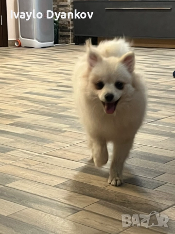 Померанче, снимка 2 - Шпиц - 52891129